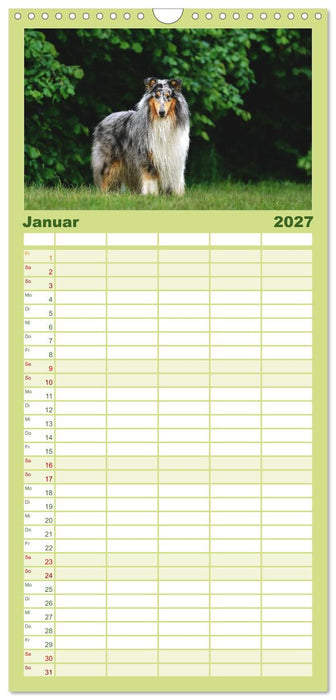 Collies - charmante Herzensbrecher (CALVENDO Familienplaner 2027)