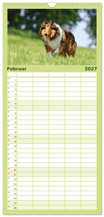 Collies - charmante Herzensbrecher (CALVENDO Familienplaner 2027)
