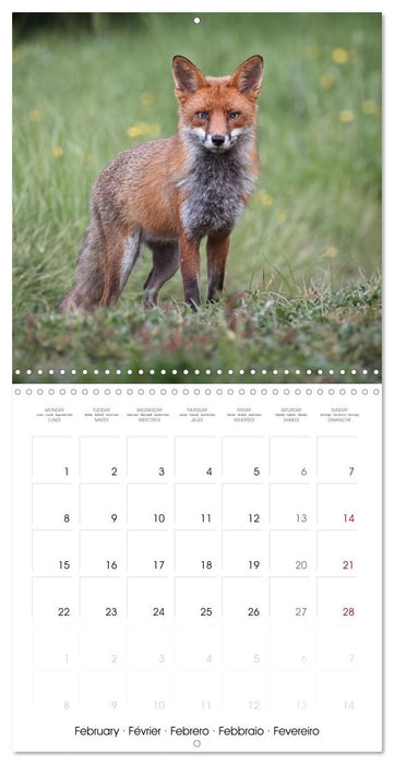 Beauty in nature - RED FOXES (CALVENDO Monthly Calendar 2027)