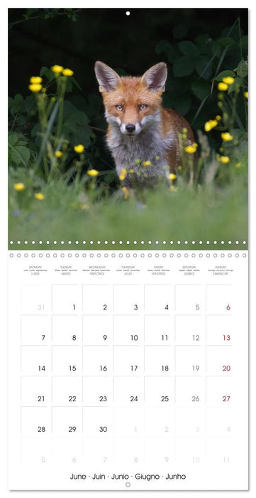 Beauty in nature - RED FOXES (CALVENDO Monthly Calendar 2027)