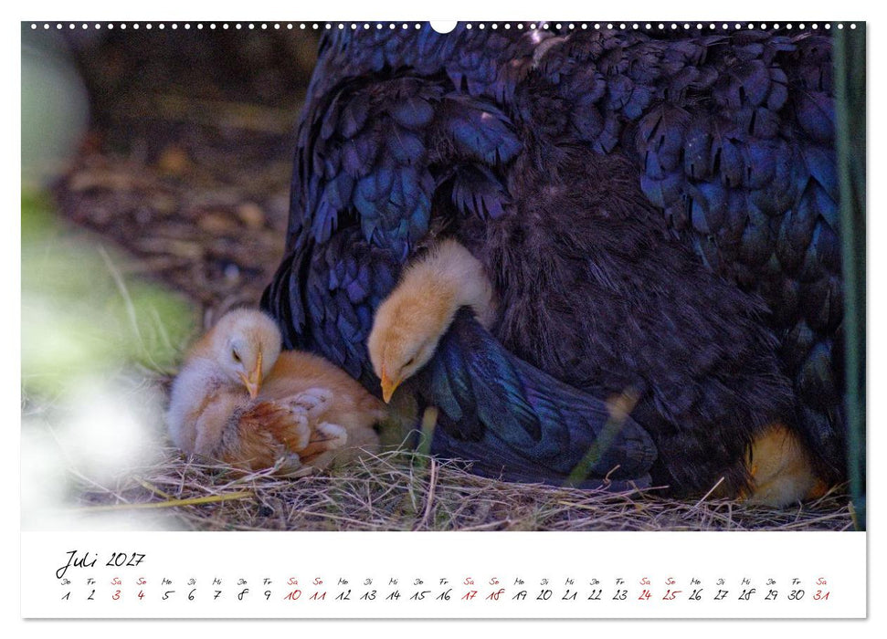 Federflaum - Kleine Schnäbel ganz groß (CALVENDO Premium Wandkalender 2027)
