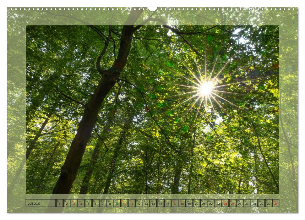 Jeden Monat im Wald (CALVENDO Premium Wandkalender 2027)