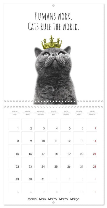 Purrfectly Cool Cats (CALVENDO Monthly Calendar 2027)