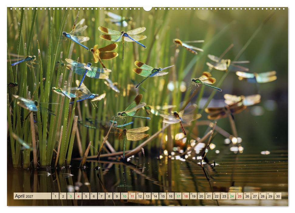 Leben im Schilf (CALVENDO Premium Wandkalender 2027)