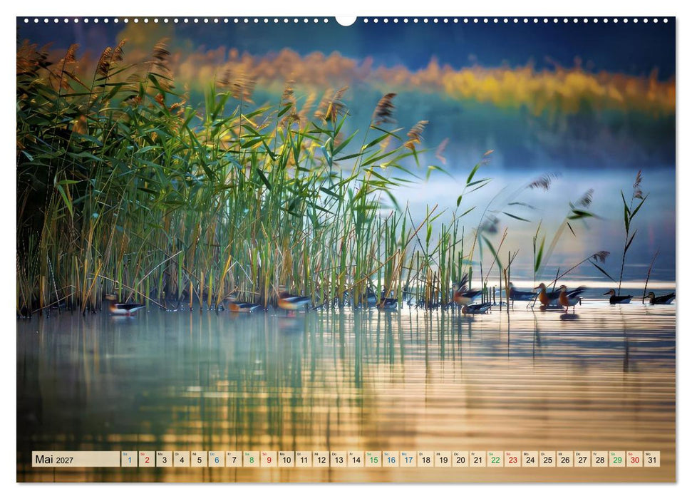 Leben im Schilf (CALVENDO Premium Wandkalender 2027)