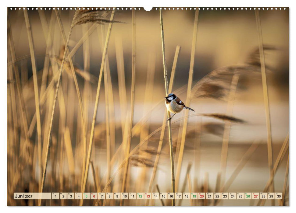Leben im Schilf (CALVENDO Premium Wandkalender 2027)