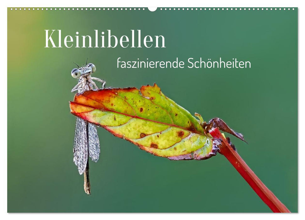 Kleinlibellen - faszinierende Schönheiten (CALVENDO Wandkalender 2027)
