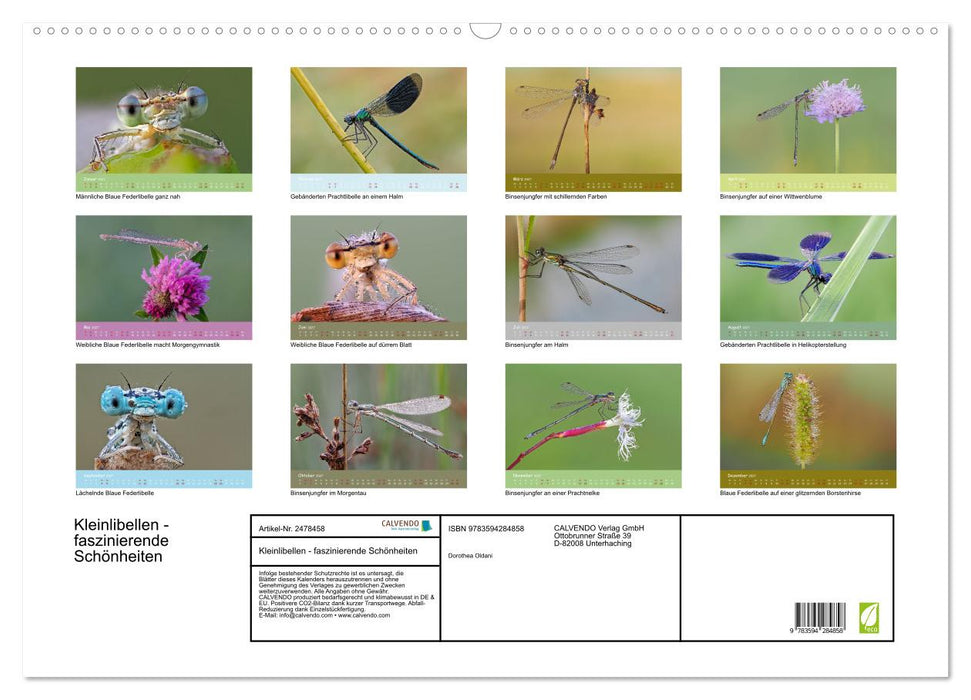 Kleinlibellen - faszinierende Schönheiten (CALVENDO Wandkalender 2027)