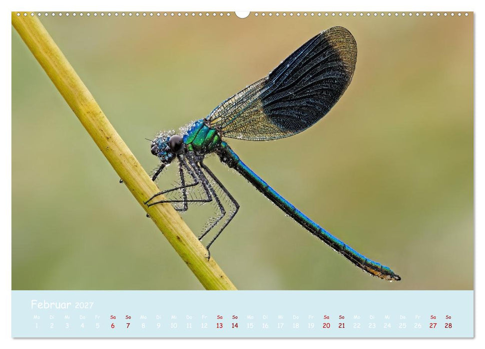 Kleinlibellen - faszinierende Schönheiten (CALVENDO Wandkalender 2027)