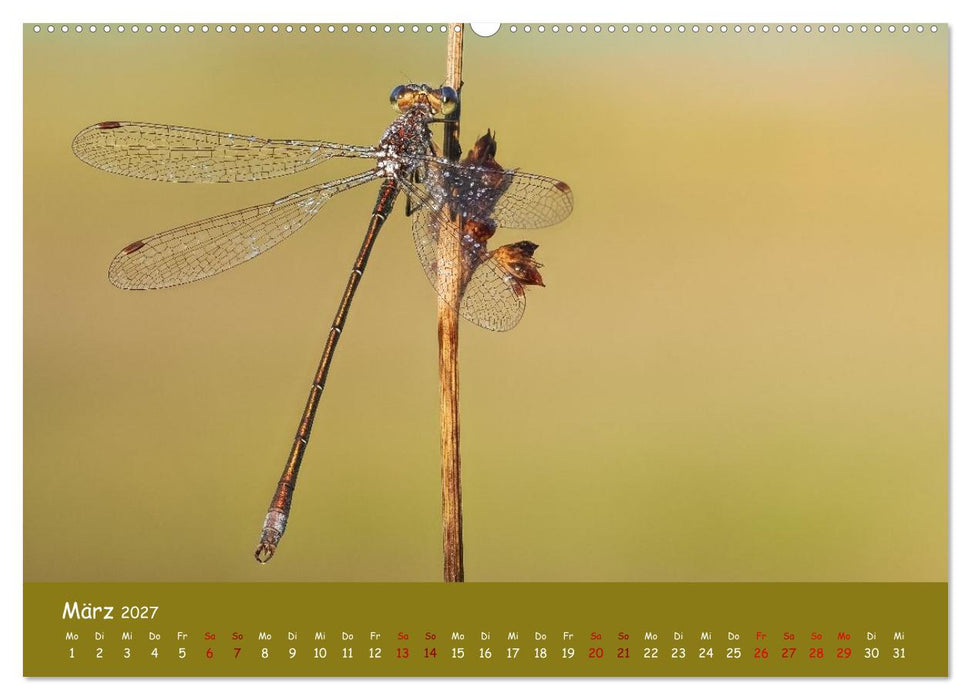 Kleinlibellen - faszinierende Schönheiten (CALVENDO Wandkalender 2027)