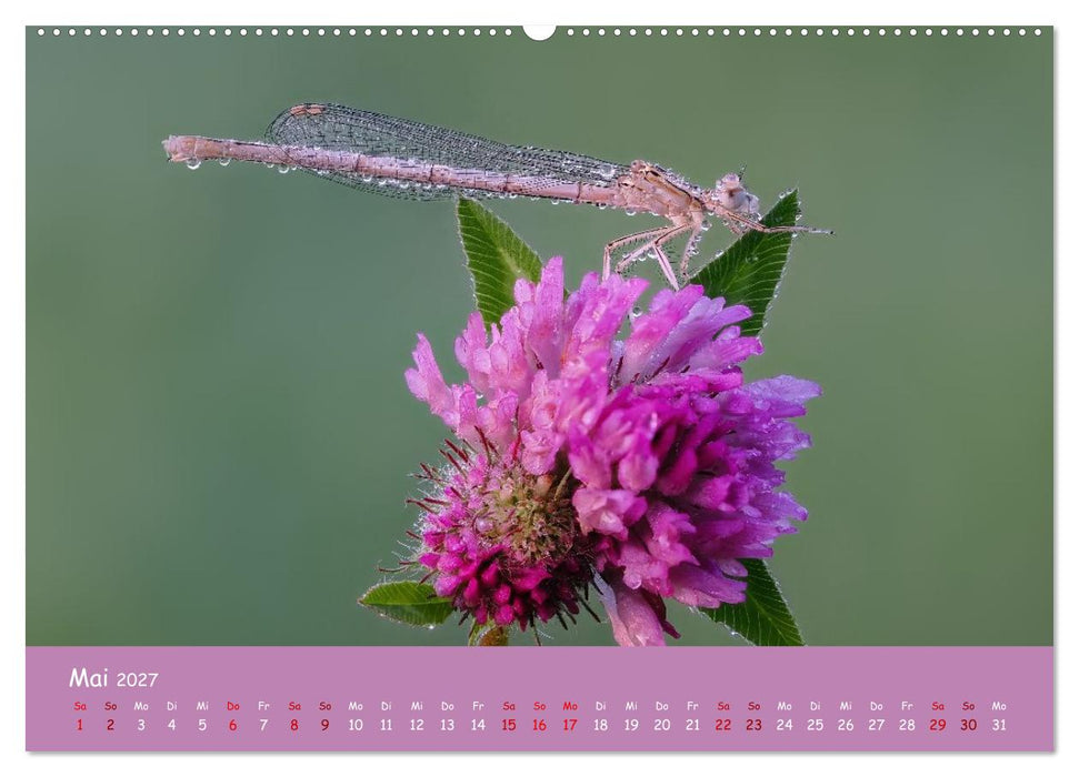 Kleinlibellen - faszinierende Schönheiten (CALVENDO Wandkalender 2027)