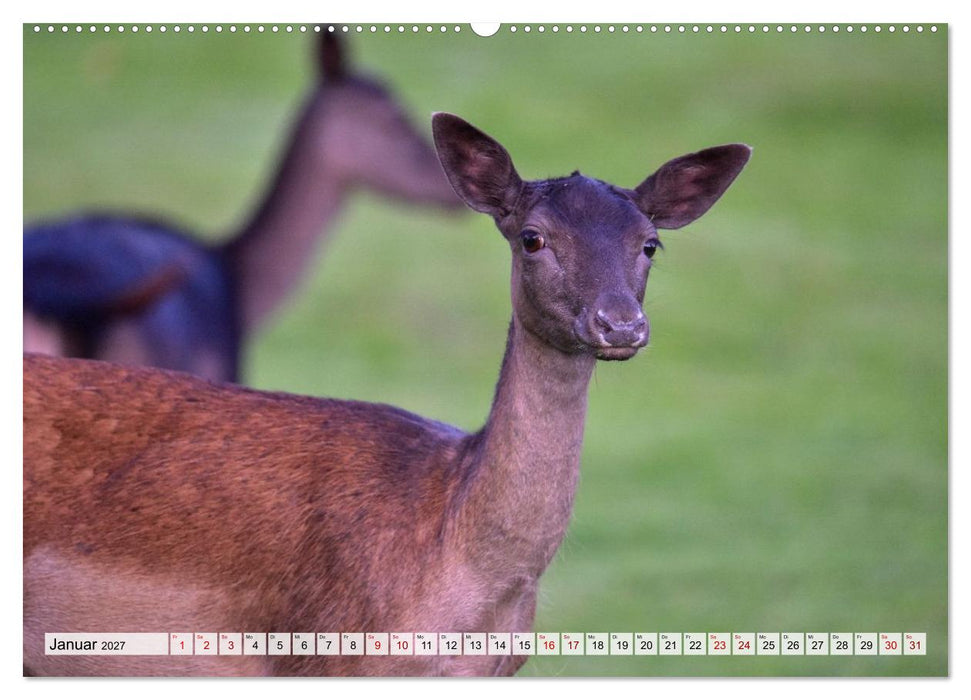 Tierwelt Europas - Naturkalender mit Europas schönsten Wildtieren (CALVENDO Wandkalender 2027)