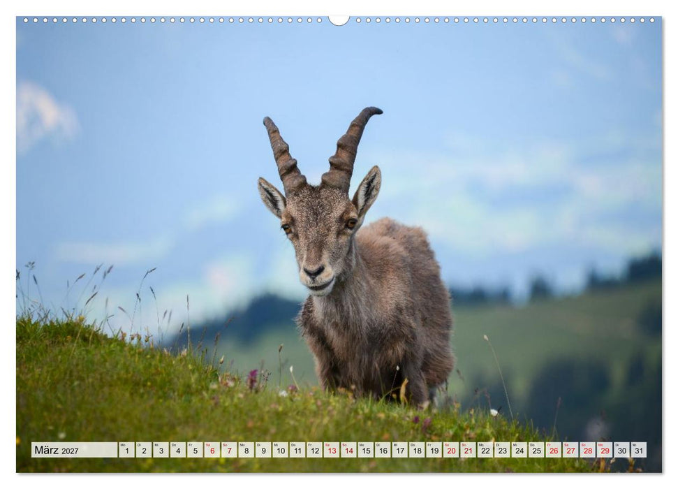 Tierwelt Europas - Naturkalender mit Europas schönsten Wildtieren (CALVENDO Wandkalender 2027)
