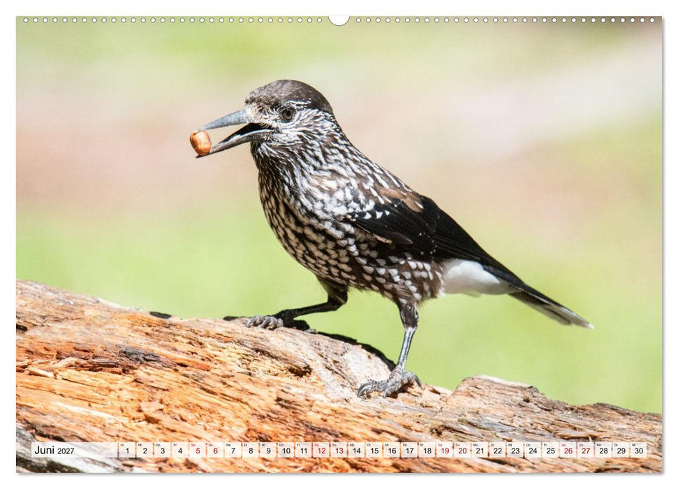 Tierwelt Europas - Naturkalender mit Europas schönsten Wildtieren (CALVENDO Wandkalender 2027)