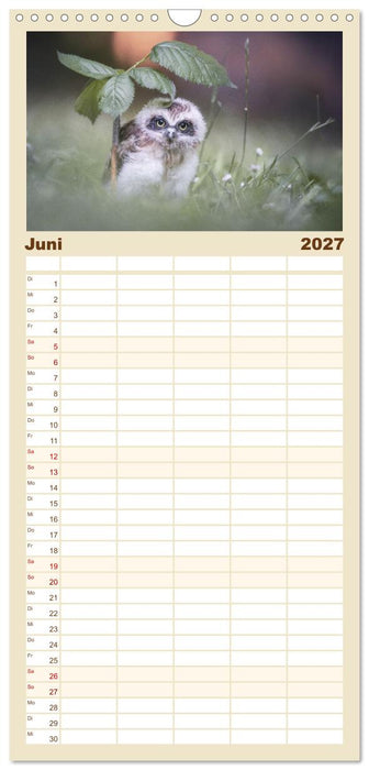Eulen - schön und geheimnisvoll (CALVENDO Familienplaner 2027)