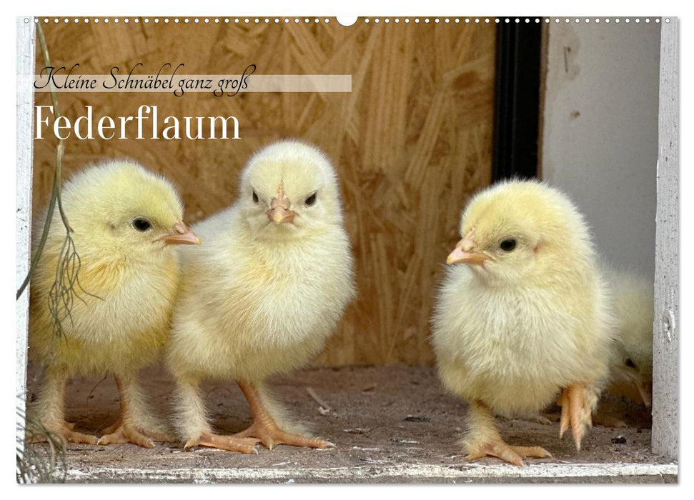Federflaum - Kleine Schnäbel ganz groß (CALVENDO Wandkalender 2027)