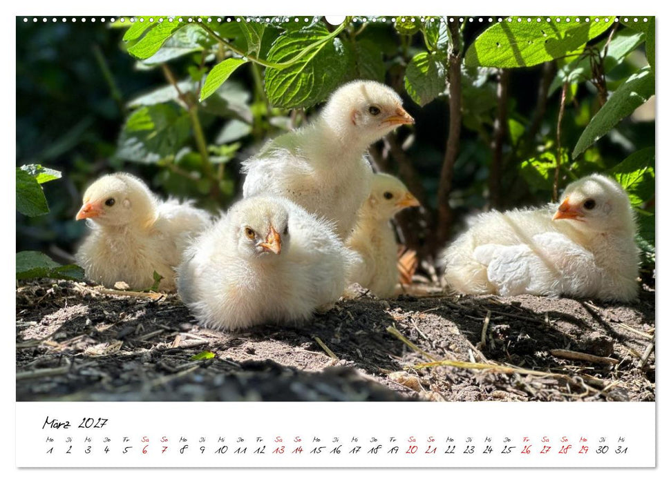 Federflaum - Kleine Schnäbel ganz groß (CALVENDO Wandkalender 2027)