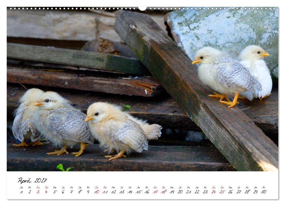 Federflaum - Kleine Schnäbel ganz groß (CALVENDO Wandkalender 2027)
