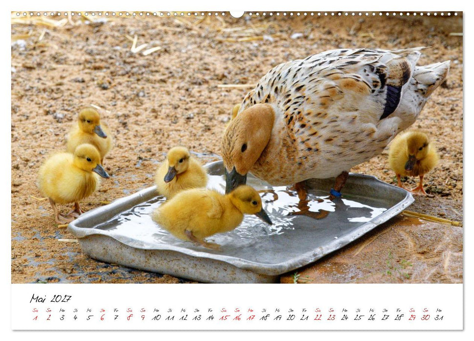 Federflaum - Kleine Schnäbel ganz groß (CALVENDO Wandkalender 2027)