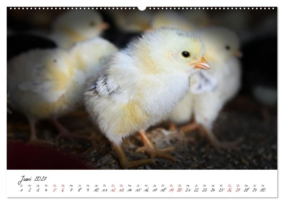 Federflaum - Kleine Schnäbel ganz groß (CALVENDO Wandkalender 2027)