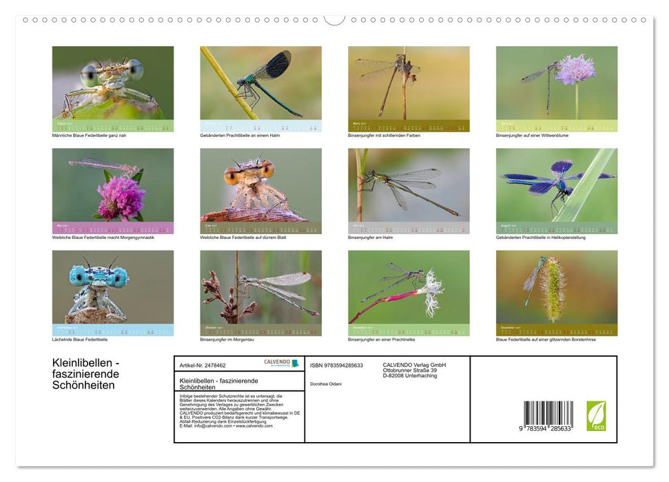 Kleinlibellen - faszinierende Schönheiten (CALVENDO Premium Wandkalender 2027)