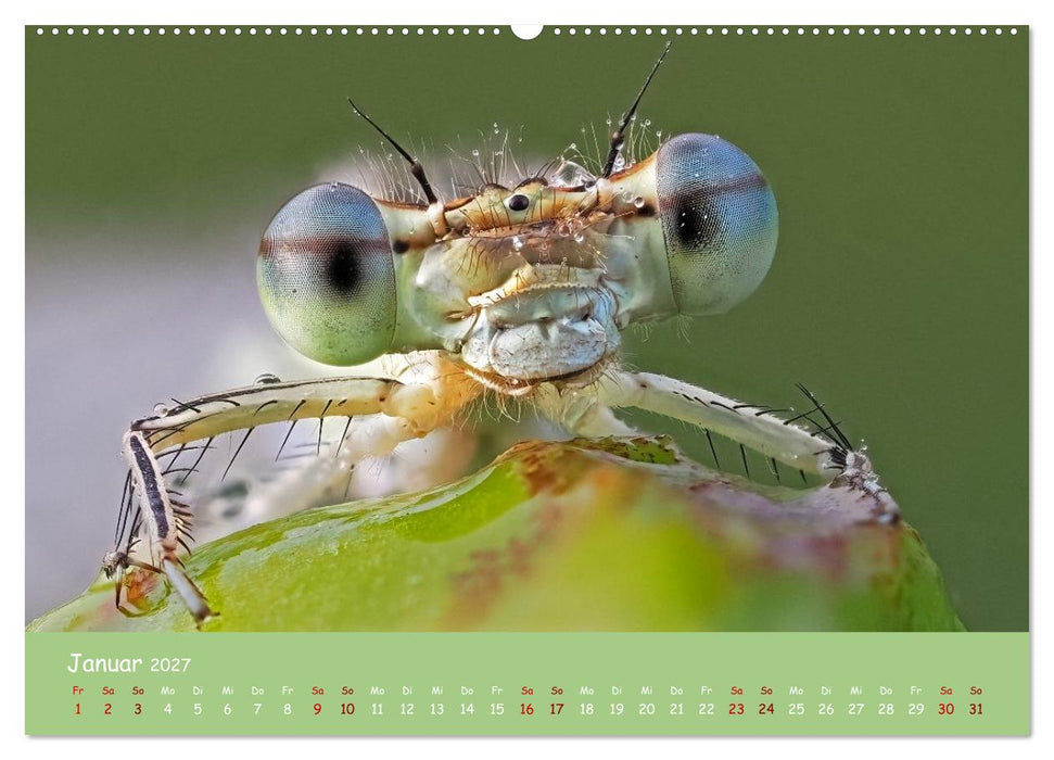 Kleinlibellen - faszinierende Schönheiten (CALVENDO Premium Wandkalender 2027)