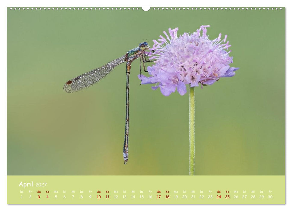 Kleinlibellen - faszinierende Schönheiten (CALVENDO Premium Wandkalender 2027)