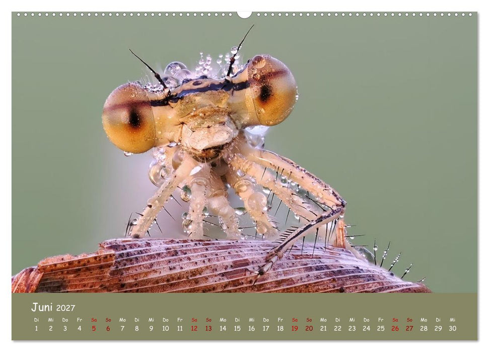 Kleinlibellen - faszinierende Schönheiten (CALVENDO Premium Wandkalender 2027)