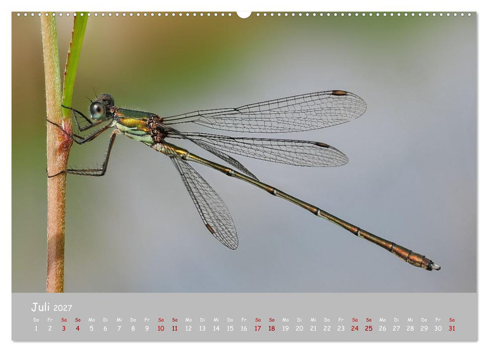 Kleinlibellen - faszinierende Schönheiten (CALVENDO Premium Wandkalender 2027)