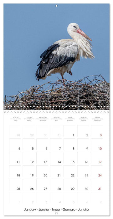 Whispers of Wings (CALVENDO Monthly Calendar 2027)