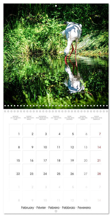 Whispers of Wings (CALVENDO Monthly Calendar 2027)