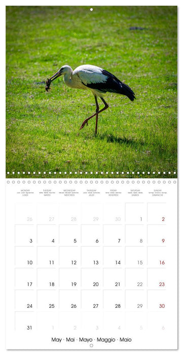 Whispers of Wings (CALVENDO Monthly Calendar 2027)