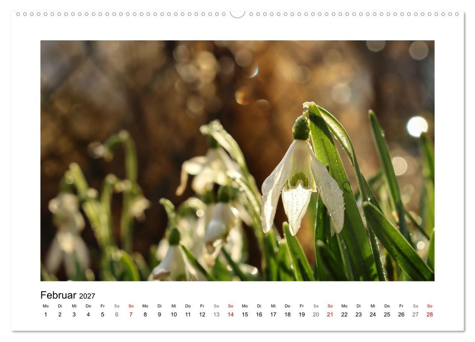 Bokehzauber (CALVENDO Wandkalender 2027)