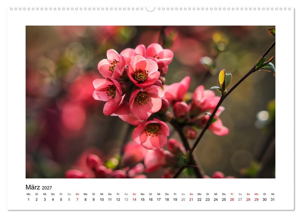 Bokehzauber (CALVENDO Wandkalender 2027)