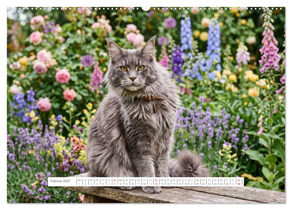 Leben mit einer Maine Coon (CALVENDO Wandkalender 2027)