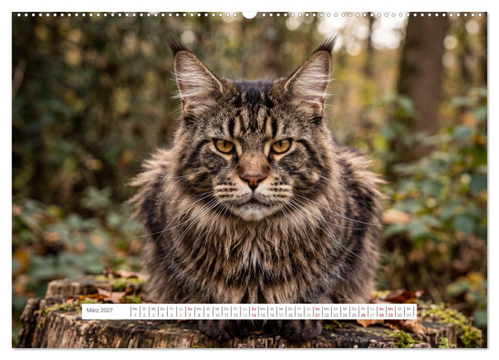 Leben mit einer Maine Coon (CALVENDO Wandkalender 2027)