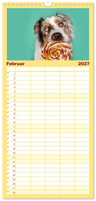 Süße Schnauzen (CALVENDO Familienplaner 2027)