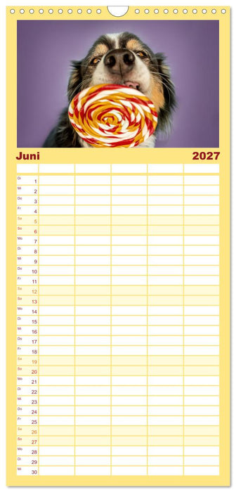 Süße Schnauzen (CALVENDO Familienplaner 2027)