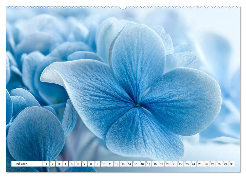 Blütenharmonien (CALVENDO Premium Wandkalender 2027)