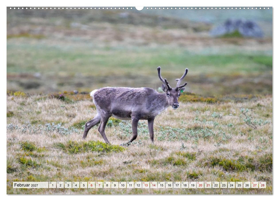 Tierwelt Europas - Naturkalender mit Europas schönsten Wildtieren (CALVENDO Premium Wandkalender 2027)