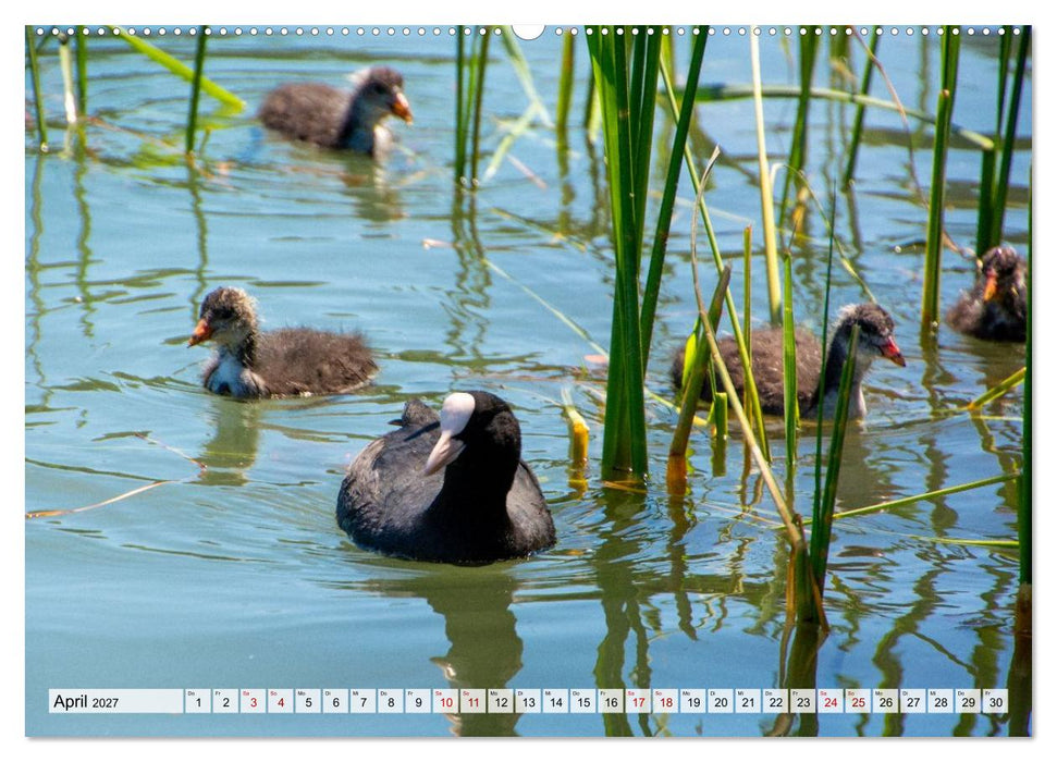 Tierwelt Europas - Naturkalender mit Europas schönsten Wildtieren (CALVENDO Premium Wandkalender 2027)