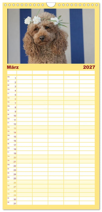 Maltipoo - Malteser -Pudel (CALVENDO Familienplaner 2027)