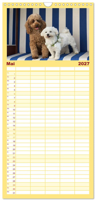Maltipoo - Malteser -Pudel (CALVENDO Familienplaner 2027)