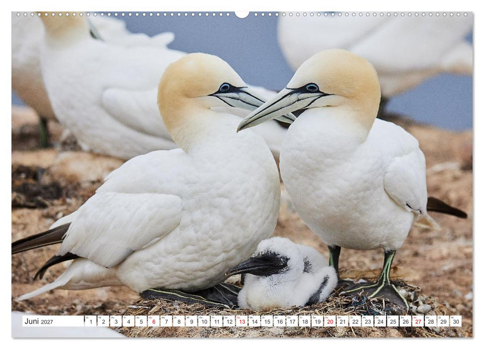 Nordseeinseln - Pure Erholung in der Natur (CALVENDO Premium Wandkalender 2027)
