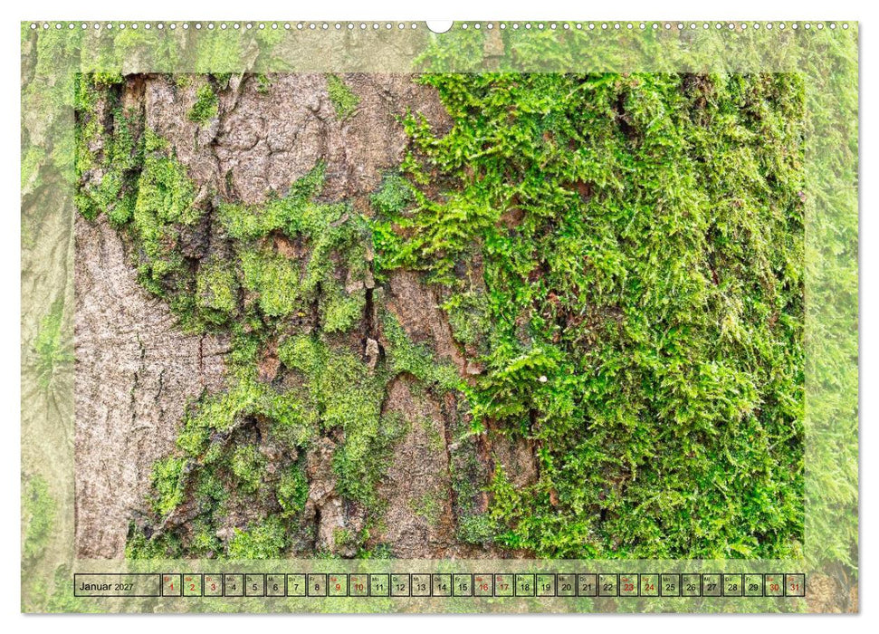 Jeden Monat im Wald (CALVENDO Wandkalender 2027)