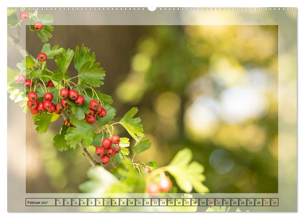 Jeden Monat im Wald (CALVENDO Wandkalender 2027)