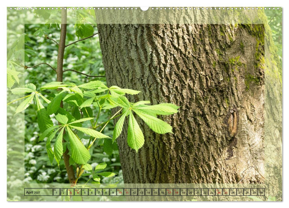 Jeden Monat im Wald (CALVENDO Wandkalender 2027)