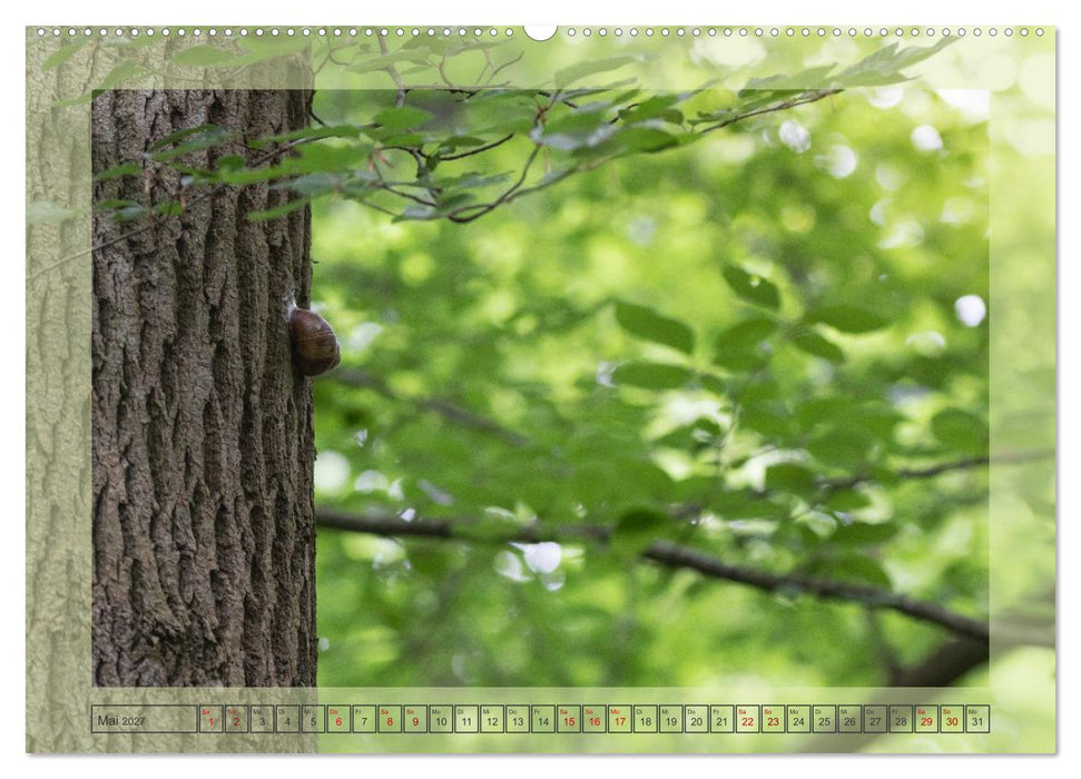 Jeden Monat im Wald (CALVENDO Wandkalender 2027)