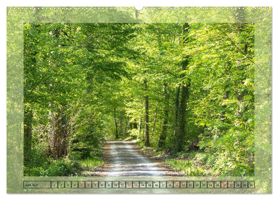 Jeden Monat im Wald (CALVENDO Wandkalender 2027)