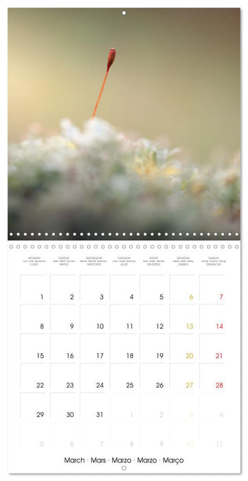 La magie des mousses (CALVENDO Calendrier mensuel 2027)